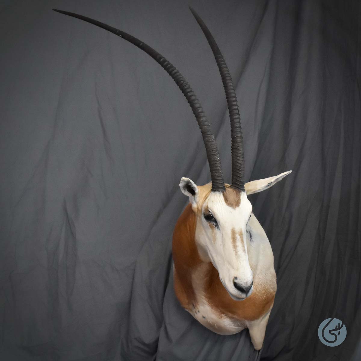 Přímorožec šavlorohý (Scimitar oryx)