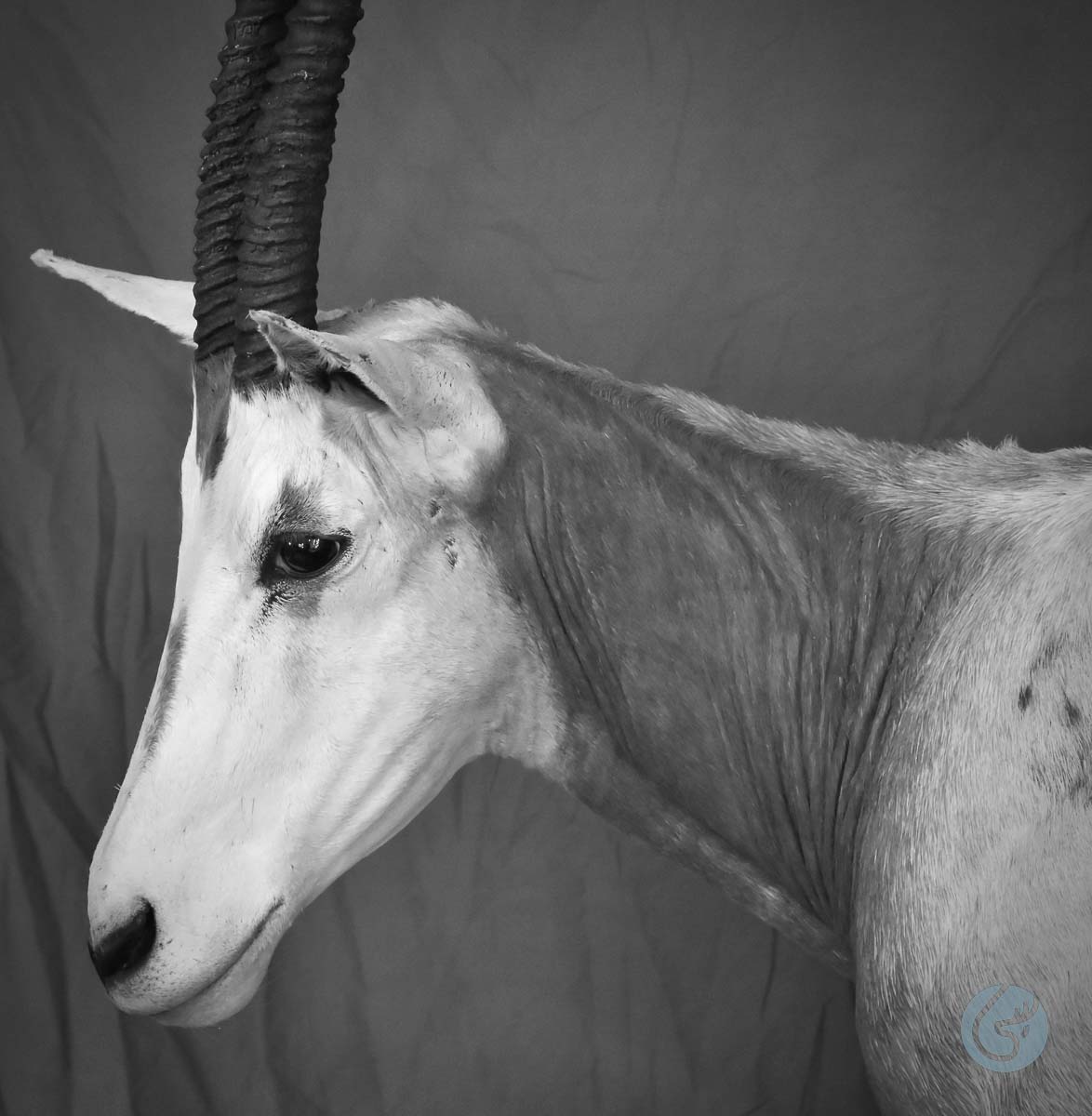 Přímorožec šavlorohý (Scimitar oryx)