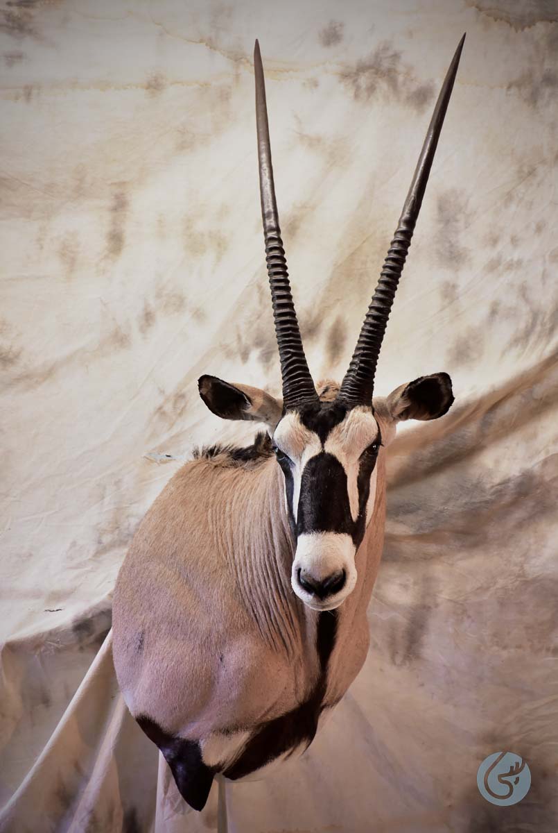 Přímorožec jihoafrický (Oryx)