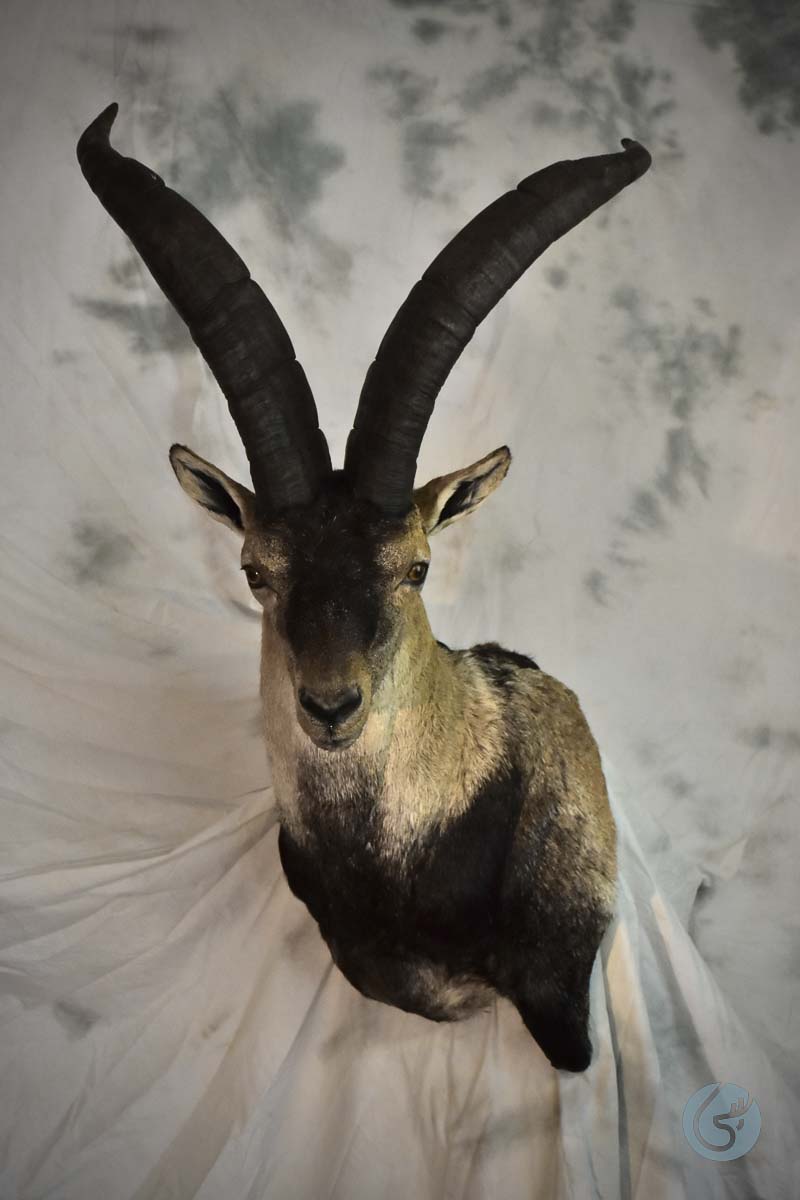 Kozorožec iberský (Spanish ibex)