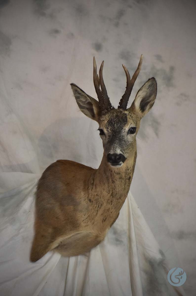Srnec (Roe deer)