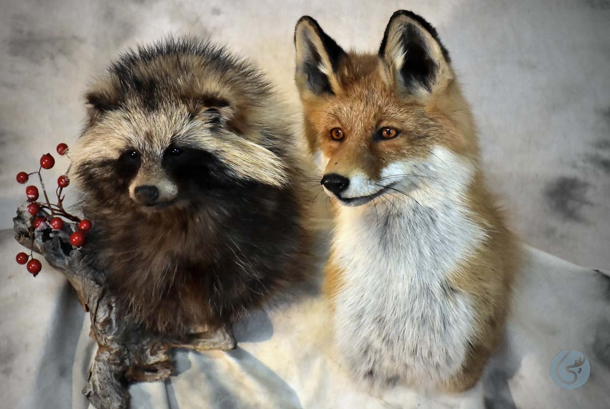 Liška obecná a psík mývalovitý (Red fox and raccoon dog)