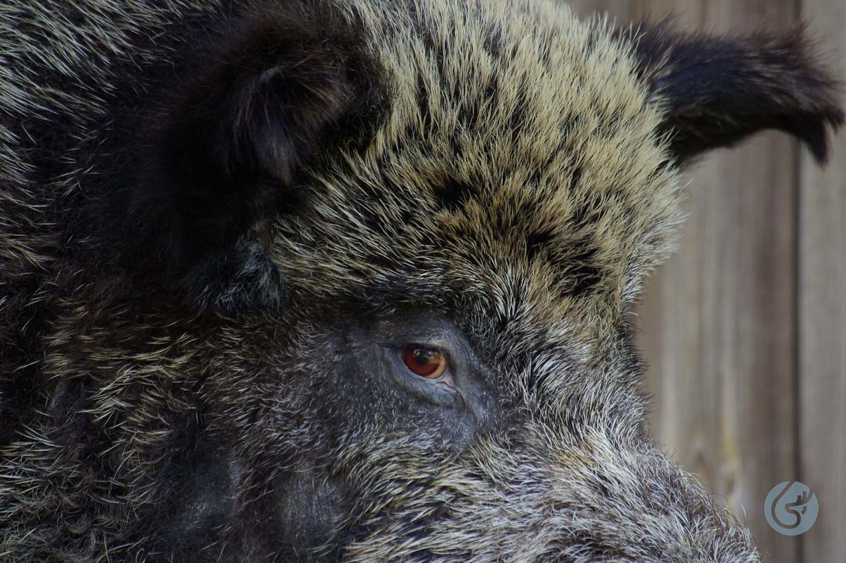 Prase divoké (Wild boar)