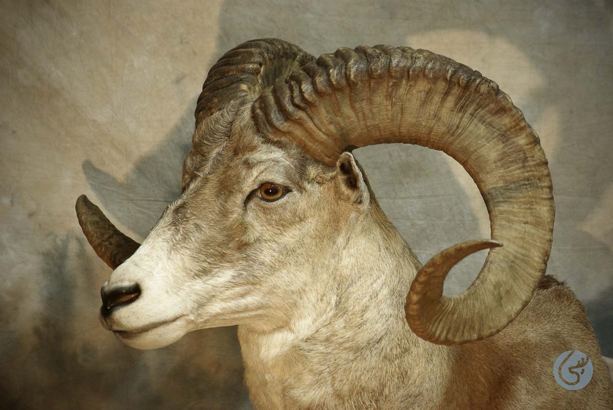 Ovce středoasijská Marco Polo - (Marco Polo sheep)