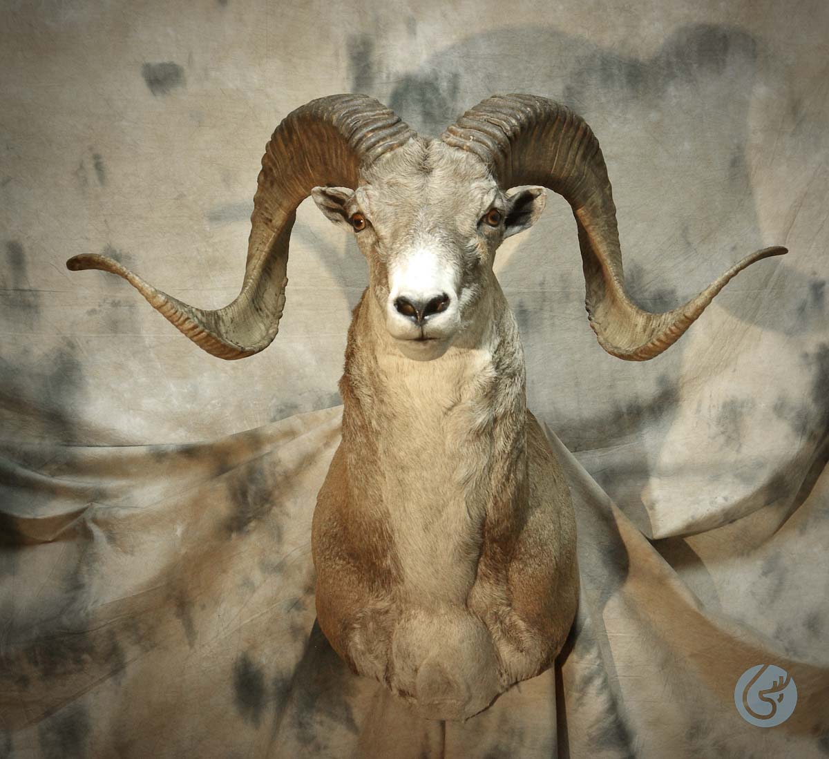 Ovce středoasijská Marco Polo (Marco Polo sheep)