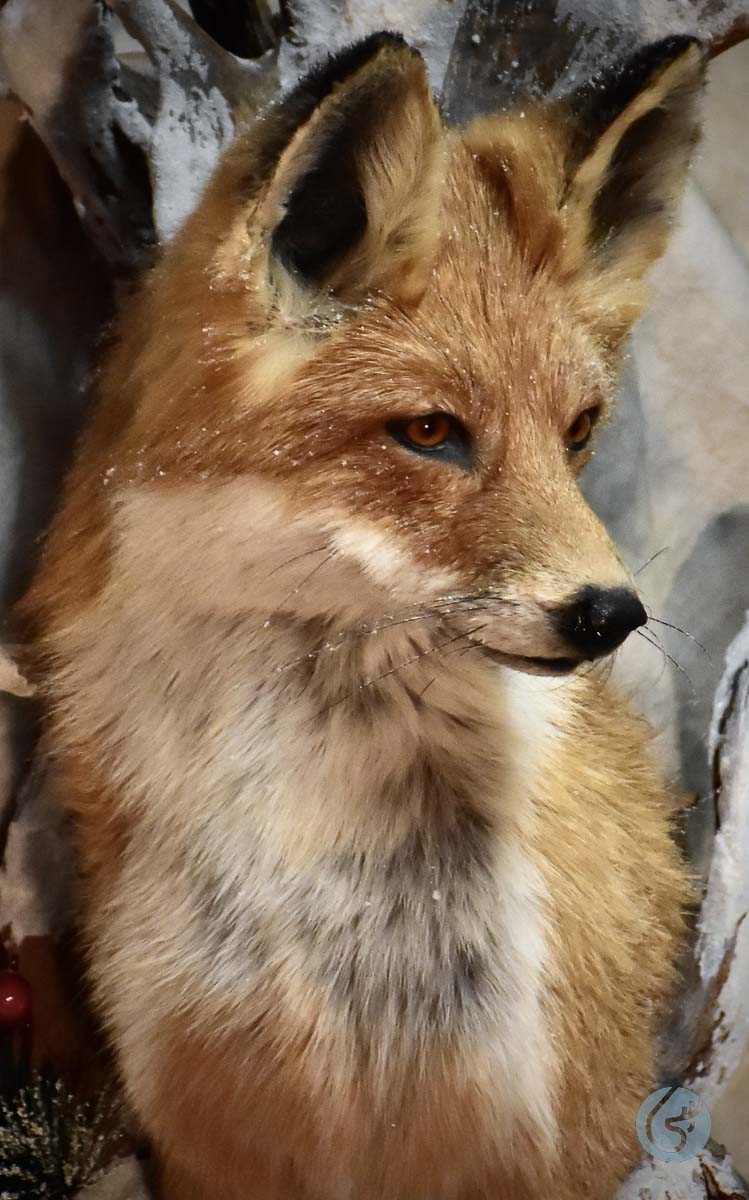 Liška obecná (Red fox)