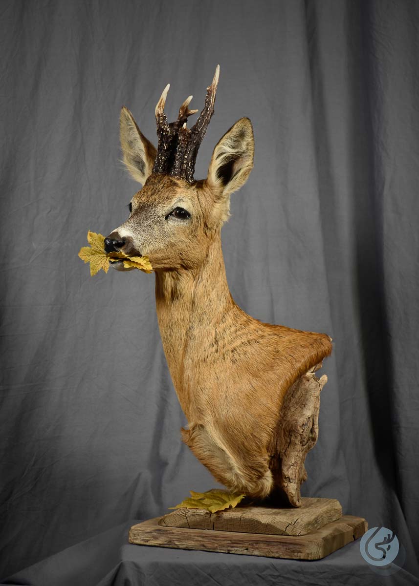 Srnec (Roe deer)