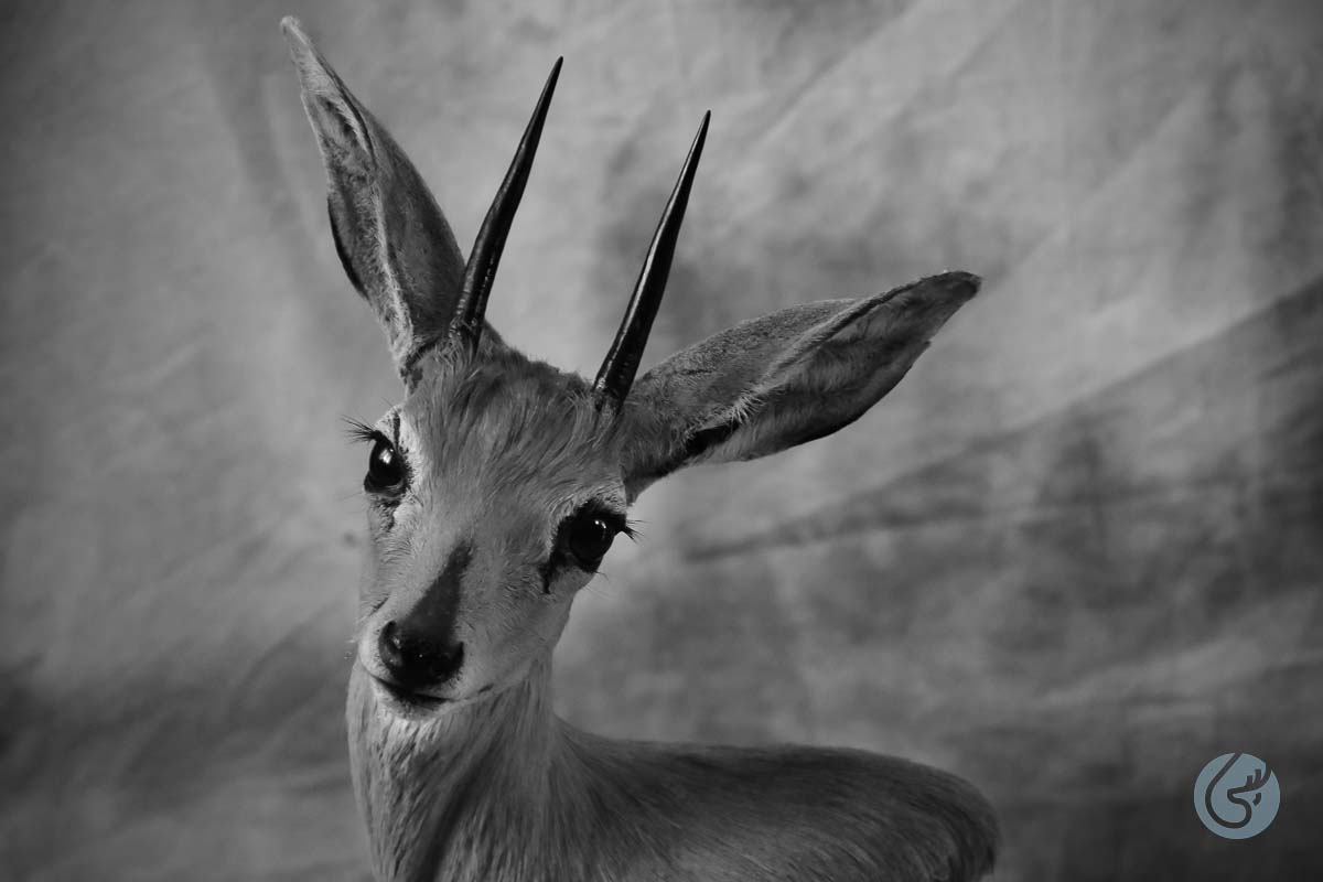 Antilopa travní (Steinbock)