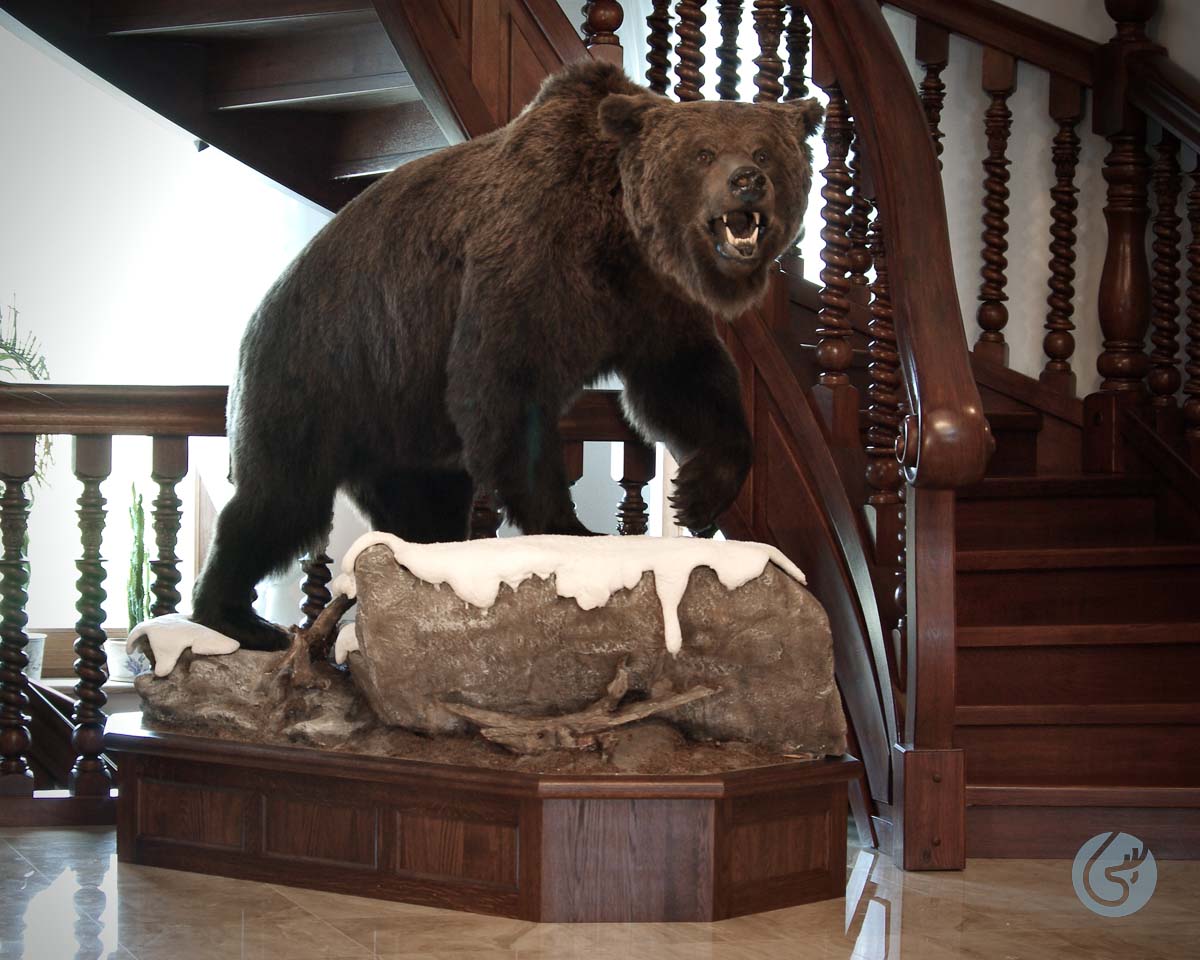 Medvěd hnědý (Brown bear)