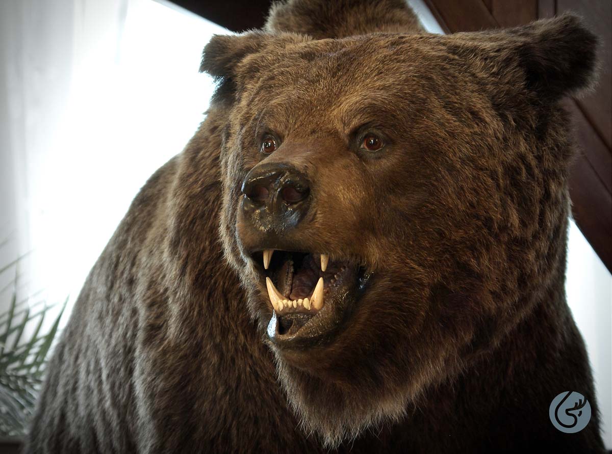 Medvěd hnědý (Brown bear)