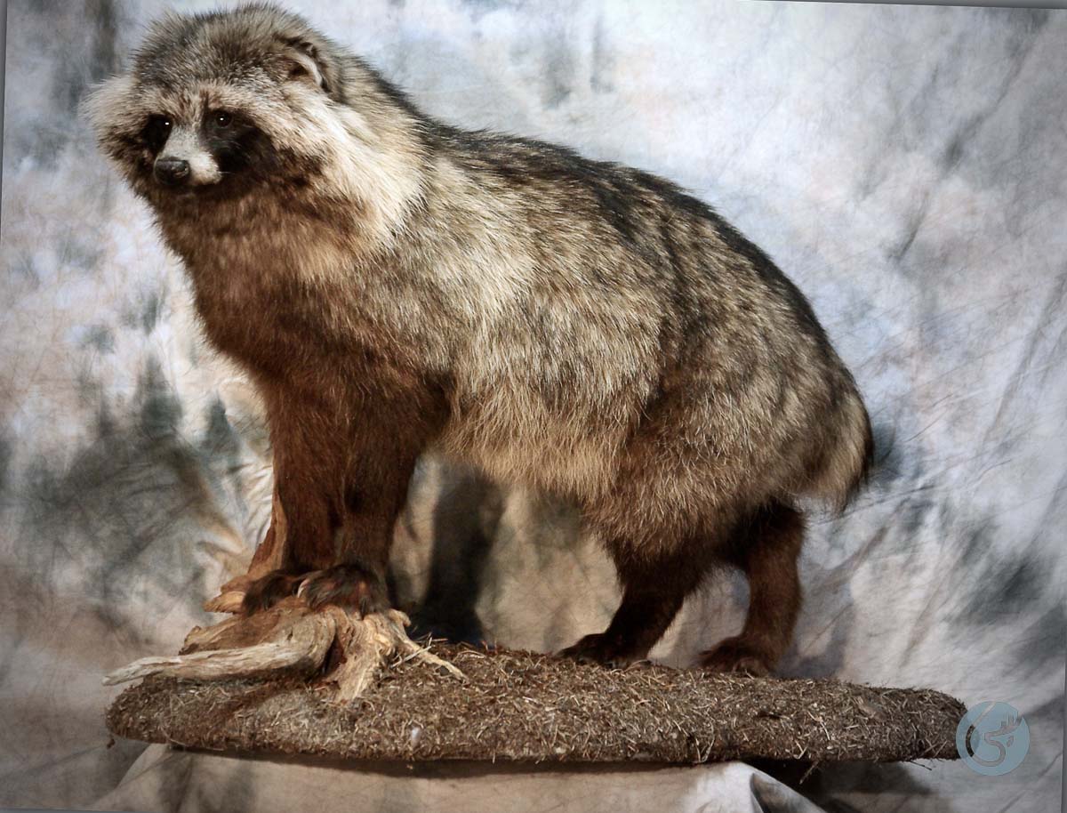 Psík mývalovitý (Raccoon dog)