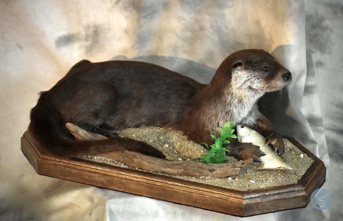 Vydra obecná (Eurasian otter)