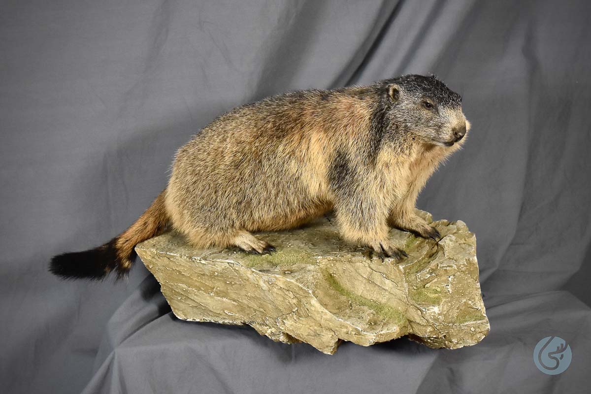 Svišť horský (Alpine marmot)