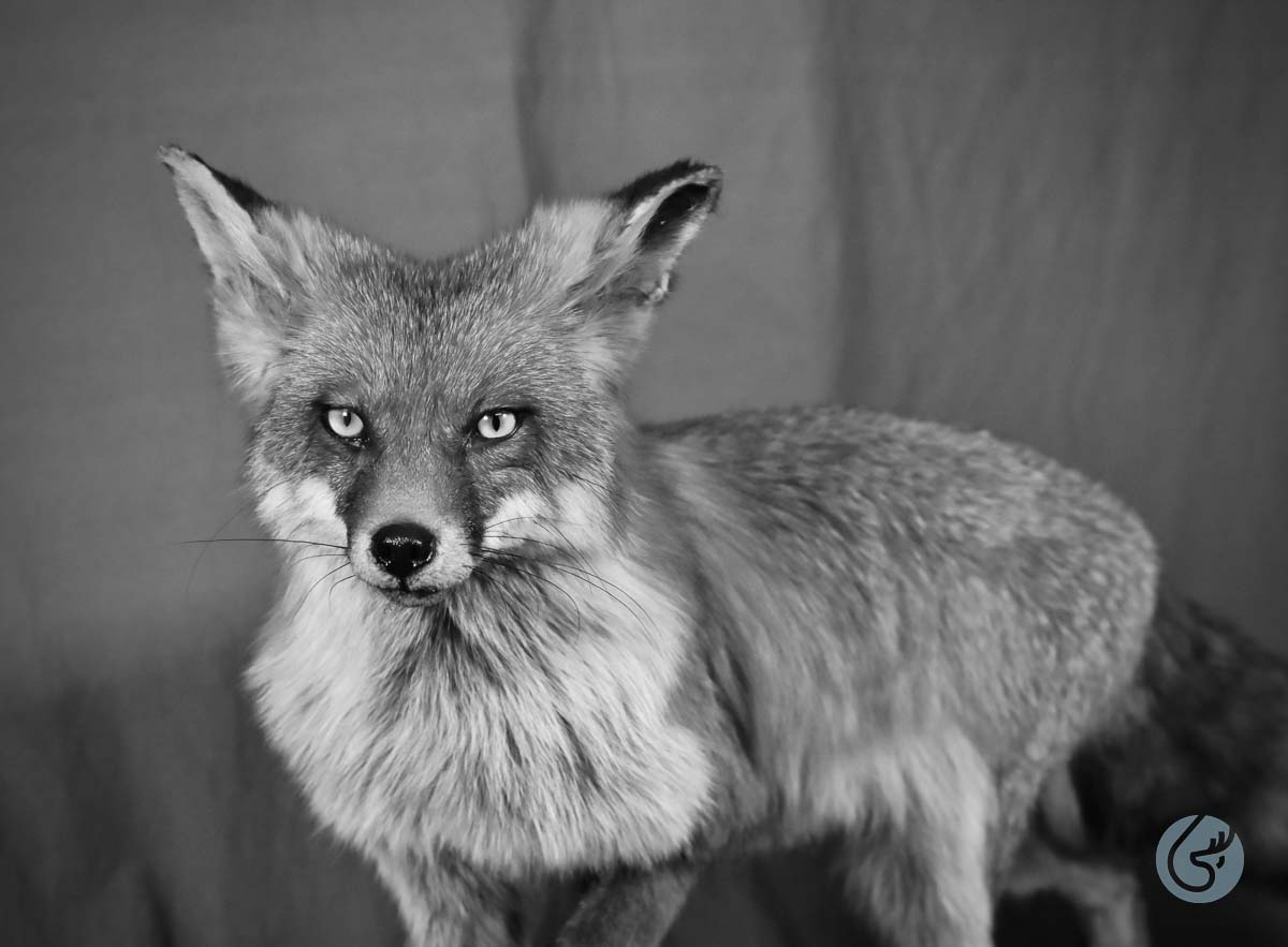 Liška obecná (Red fox)