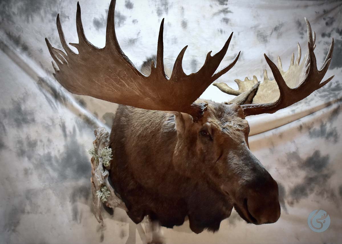 Los evropský kamčatský (Kamchatka moose)