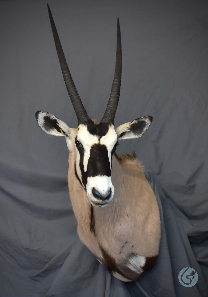 Přímorožec jihoafrický (Oryx)