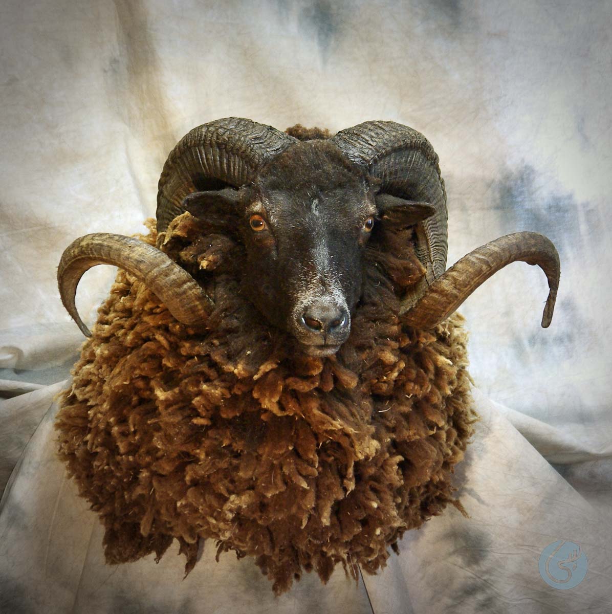 Ovce arapawa (Arapawa sheep)