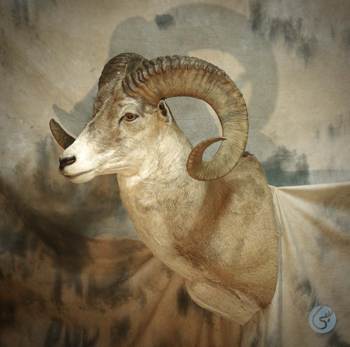 Ovce středoasijská Marco Polo - (Marco Polo sheep)